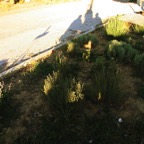 IMG_2269.JPG